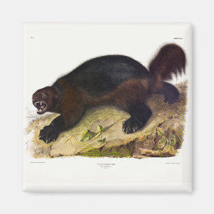 Wolverine or Wolverene (Gulo gulo) by Audubon Magnet