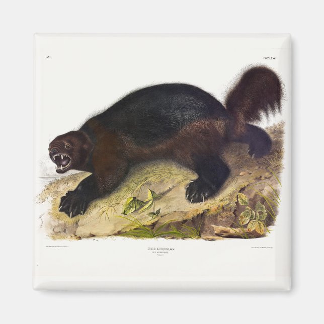 Wolverine or Wolverene (Gulo gulo) by Audubon Magnet (Front)