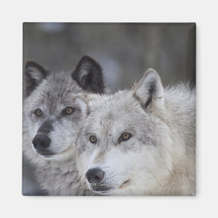 Wolves (Canus lupus) from West Yellowstone. This Magnet