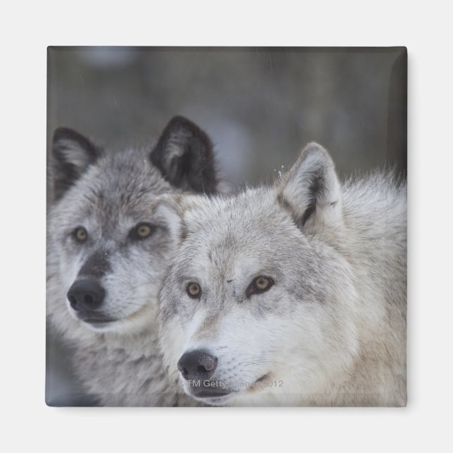 Wolves (Canus lupus) from West Yellowstone. This Magnet (Front)