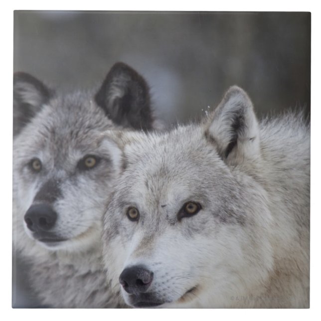 Wolves (Canus lupus) from West Yellowstone. This Tile (Front)