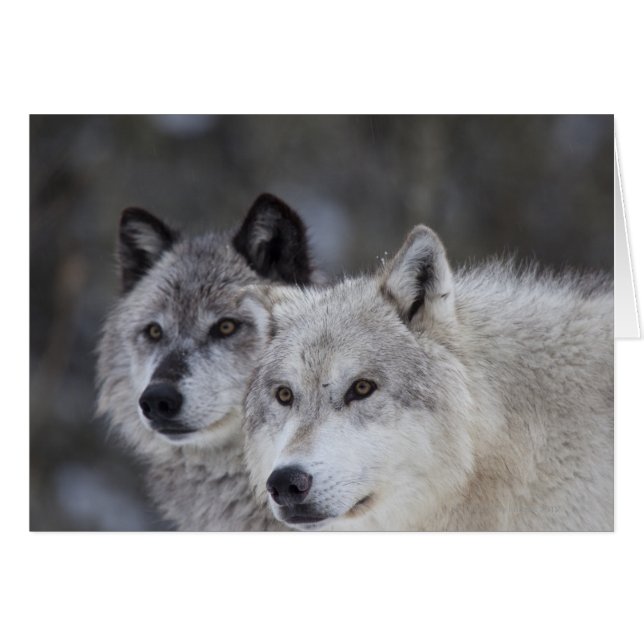 Wolves (Canus lupus) | West Yellowstone (Front Horizontal)