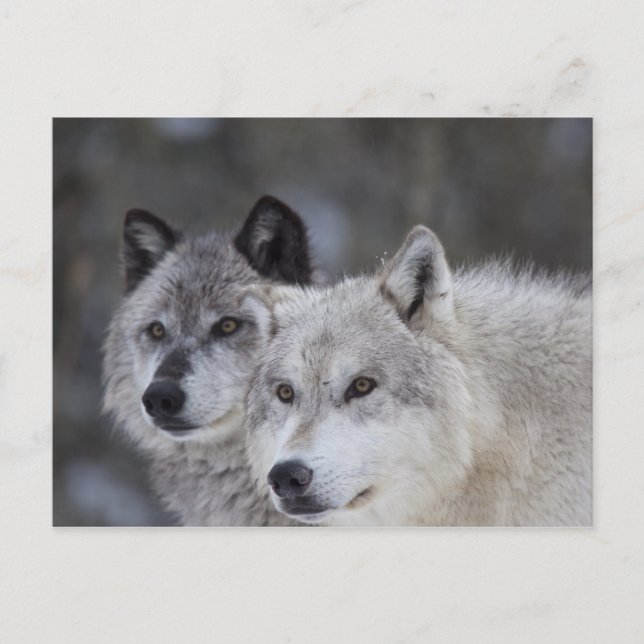 Wolves (Canus lupus) | West Yellowstone Postcard (Front)
