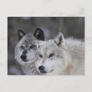 Wolves (Canus lupus) West Yellowstone Postcard