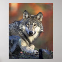 Wolves Grey Wolf Canis_lupus