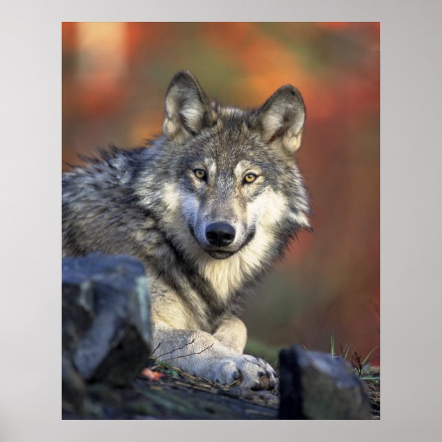 Wolves Grey Wolf Canis_lupus Poster (Front)