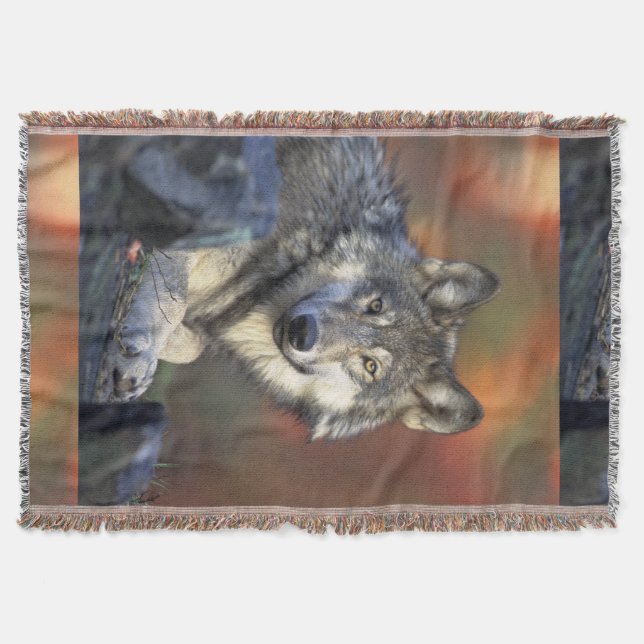 Wolves Grey Wolf Canis_lupus Throw Blanket (Front)