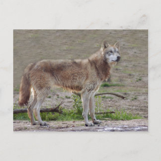 Wolves Grey Wolf Postcard