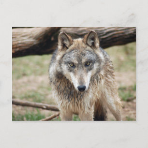 Wolves Grey Wolf Postcard