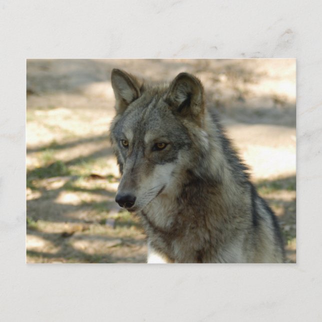 Wolves Grey Wolf Postcard (Front)