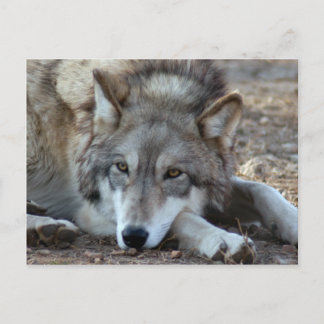 Wolves Grey Wolf Postcard