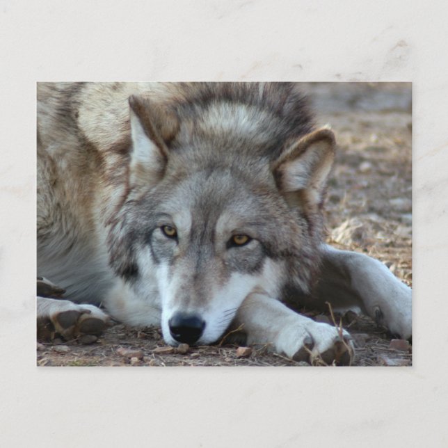 Wolves Grey Wolf Postcard (Front)