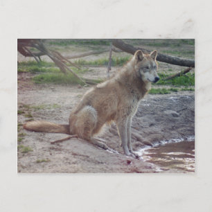 Wolves Grey Wolf Postcard