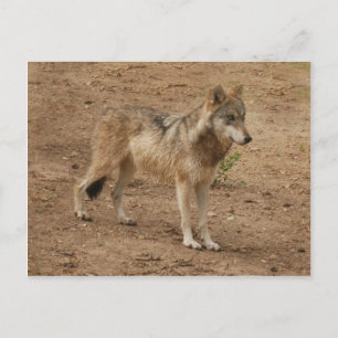 Wolves Grey Wolf Postcard