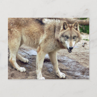 Wolves Grey Wolf Postcard