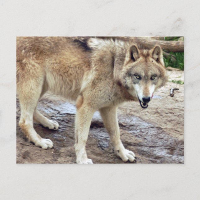 Wolves Grey Wolf Postcard (Front)