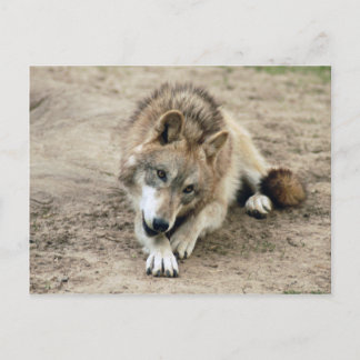 Wolves Grey Wolf Postcard