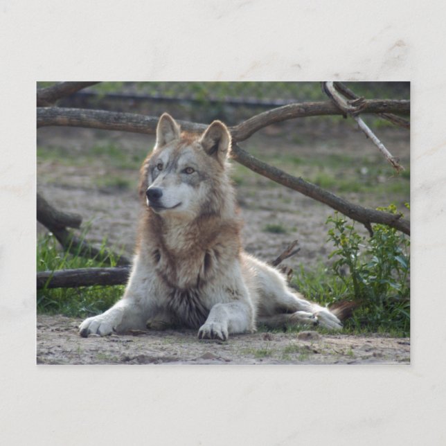 Wolves Grey Wolf Postcard (Front)