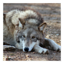 Wolves, Grey Wolf Poster