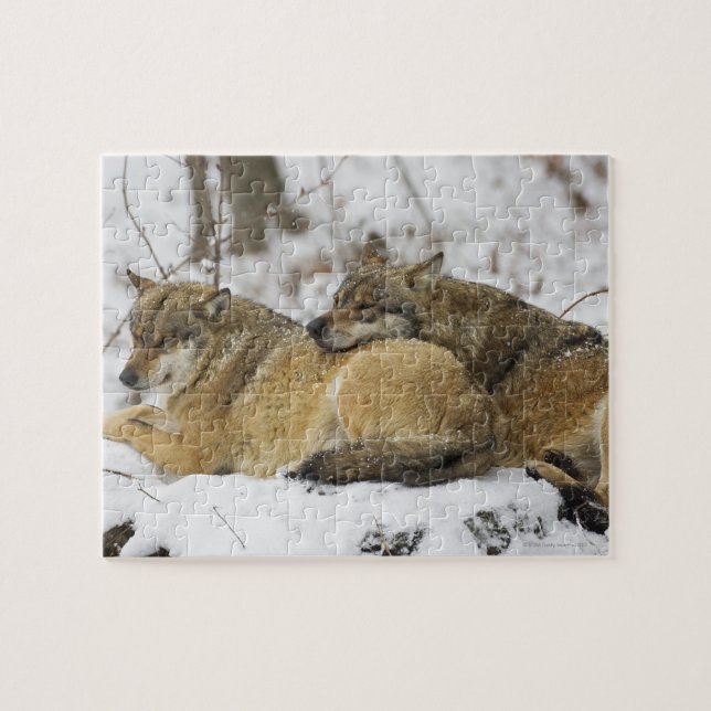 Wolves in the Bavarian Woods Jigsaw Puzzle (Horizontal)