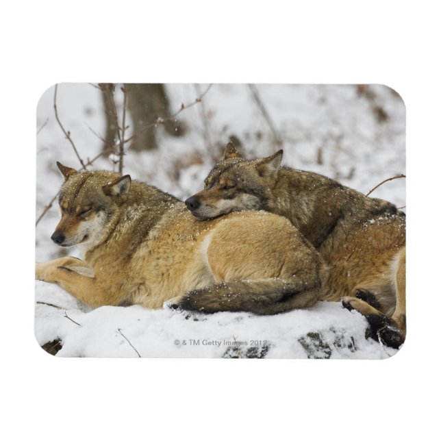 Wolves in the Bawarian Wood Magnet (Horizontal)