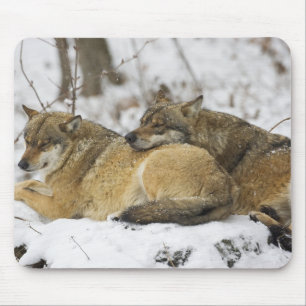 Wolves in the Bawarian Wood Mouse Pad