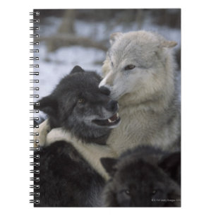 Wolves in the Snow Montana, USA Spiral Notebook