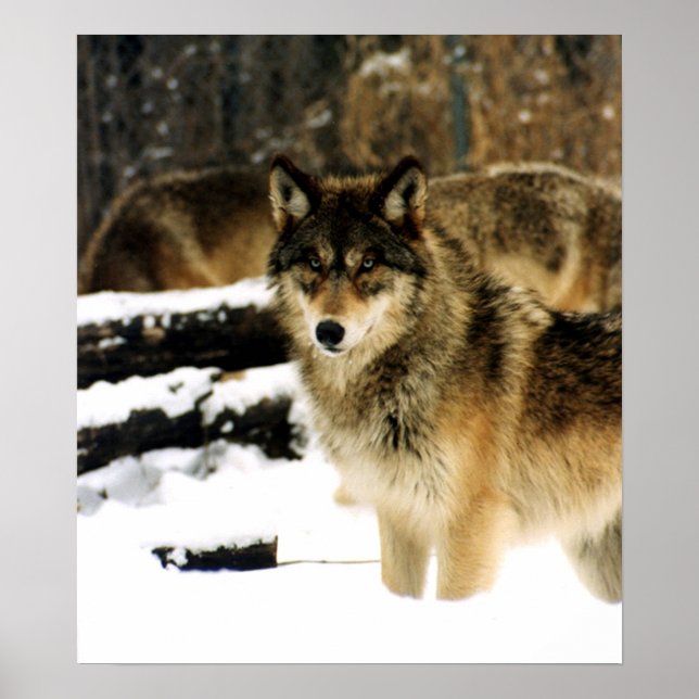 Wolves in The Snow Poster (Front)