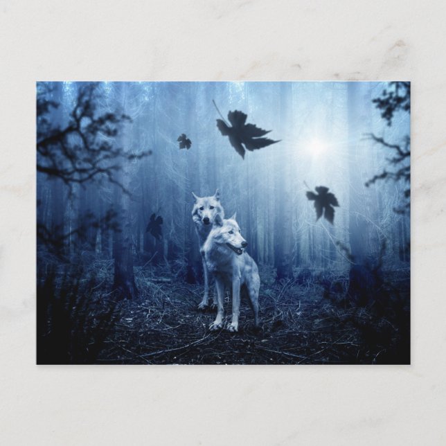 wolves in the woods postcard (Front)