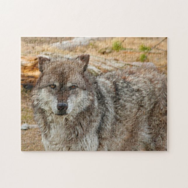 Wolves of Yellowstone. Jigsaw Puzzle (Horizontal)