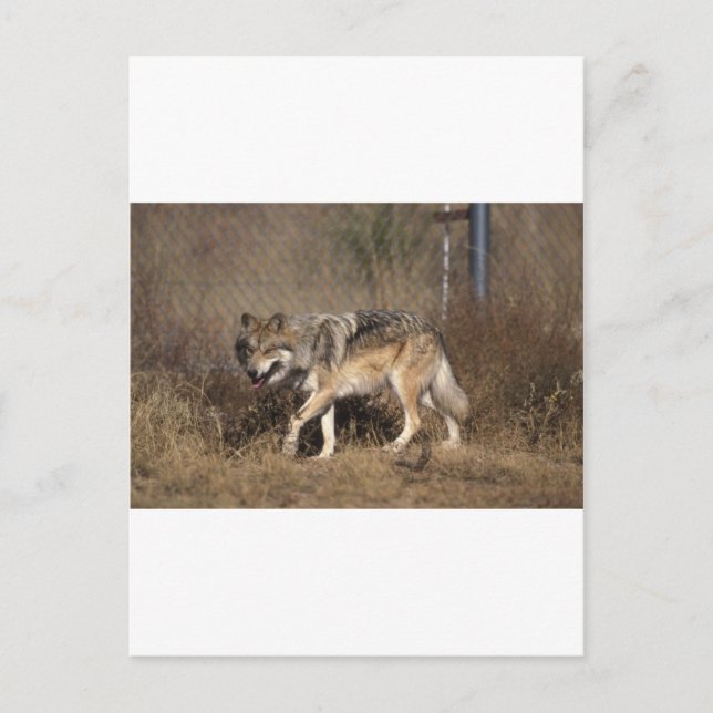 WOLVES POSTCARD (Front)