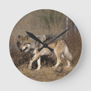 WOLVES ROUND CLOCK