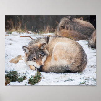 Wolves sleeping poster