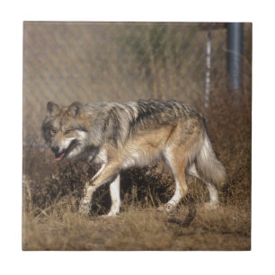WOLVES TILE
