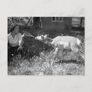 Woman bottle feeding an antelope. postcard