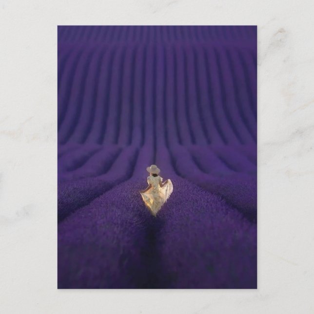 Woman in a lavender field postcard (Front)