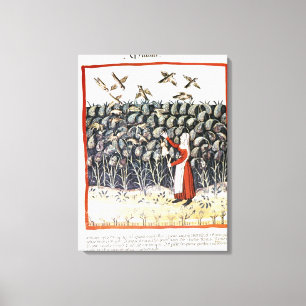 Woman Protecting her Crop of Millet Canvas Print