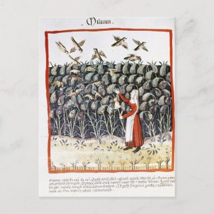Woman Protecting her Crop of Millet Postcard