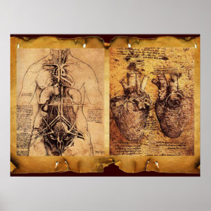 Woman’s Torso / Heart And Its Blood Vessels Poster
