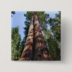 Woman videotaping at base of massive Sequoia 15 Cm Square Badge
