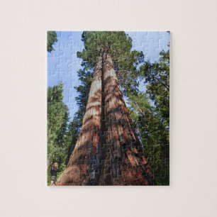 Woman videotaping at base of massive Sequoia Jigsaw Puzzle
