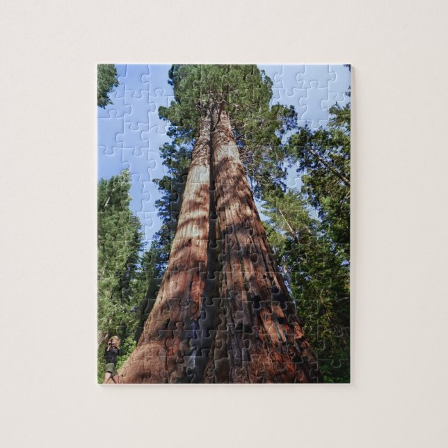 Woman videotaping at base of massive Sequoia Jigsaw Puzzle (Vertical)