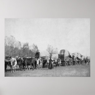 Woman with Ox Train Holds a Whip Photograph Poster