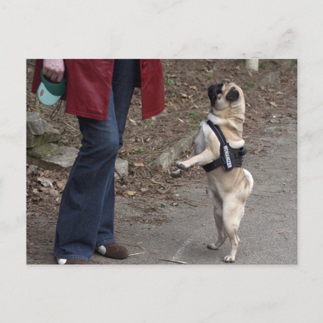 Womanizer Postcard (Front)