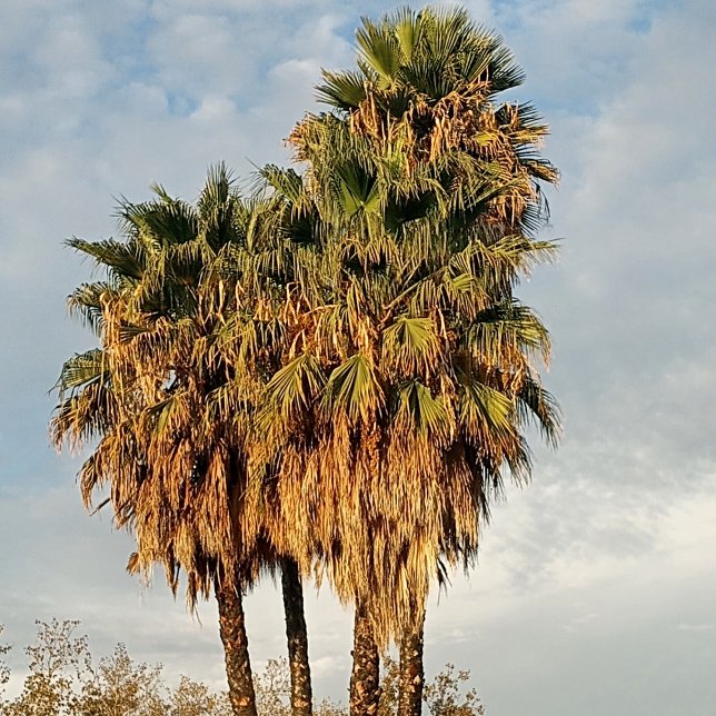 Woman's  hoodie (This Is The Bay)