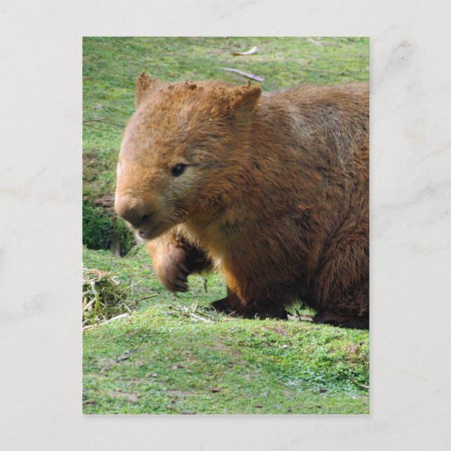 wombat face postcard (Front)