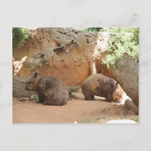 Wombat Heaven Postcard