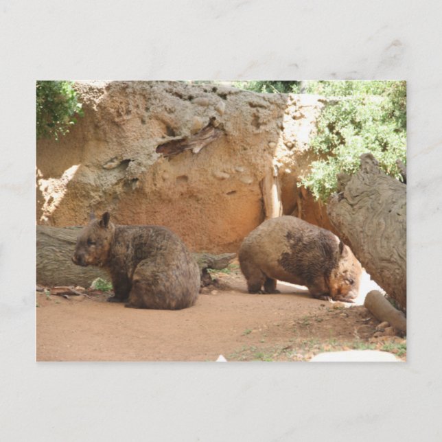 Wombat Heaven Postcard (Front)