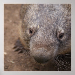 Wombat Kiss Poster