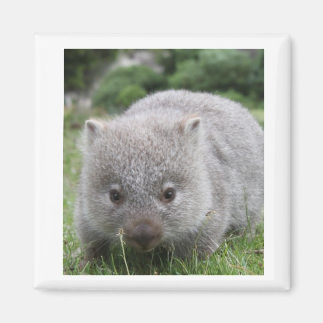 Wombat Magnet (Front)